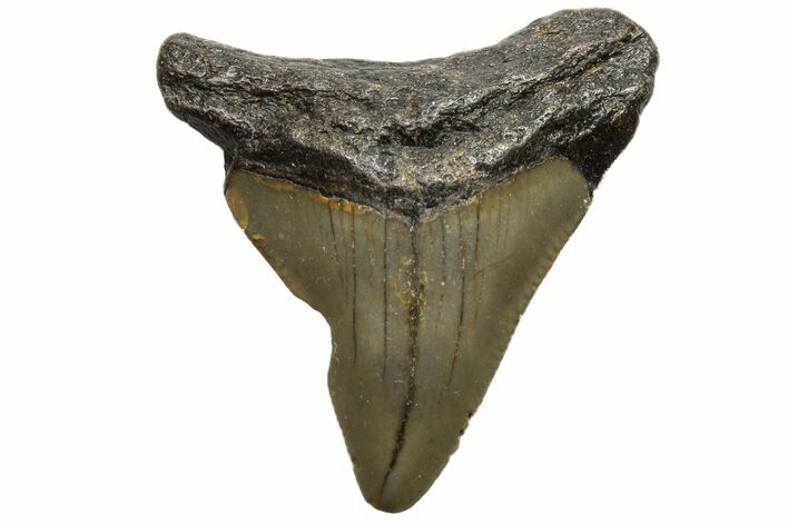 Bargain, Megalodon Tooth - North Carolina #152888